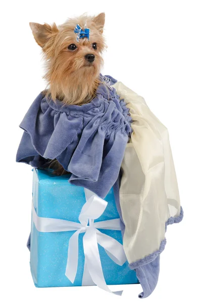 Elegant Terrier on a gift box — Stock Photo, Image