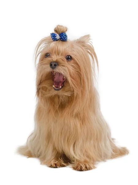 Arany yorkshire terrier — Stock Fotó