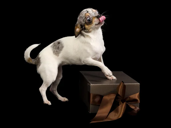 White chihuahua with gift box — Stock Photo, Image
