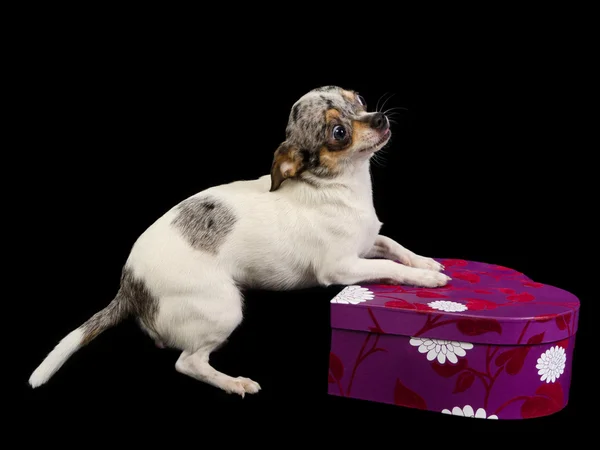 Chihuahua jugando con caja de regalo — Foto de Stock