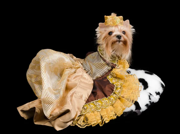Terrier royal — Photo