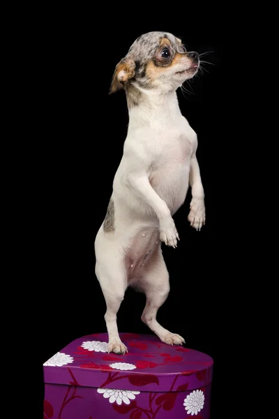 Chihuahua auf einer Schachtel — Stockfoto