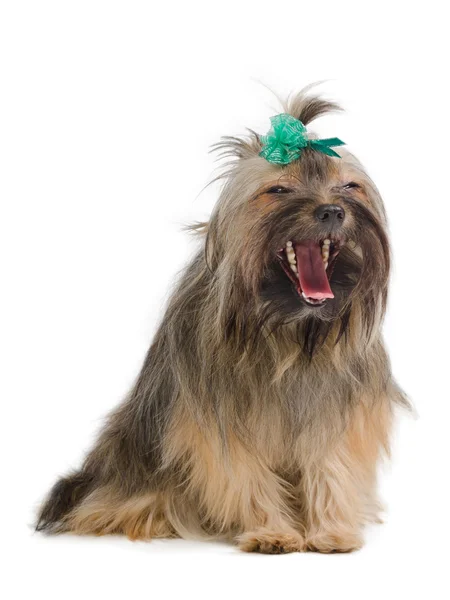 Bocejo yorkshire terrier — Fotografia de Stock