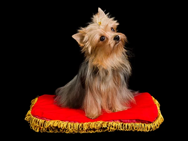 Yorkshire Terrier assis — Photo