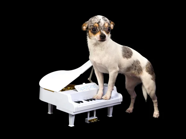 Chihuahua playing on piano — Stock Photo, Image