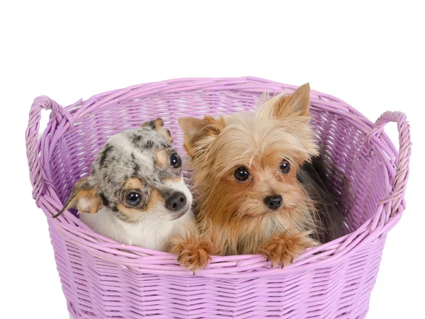 Cachorros em uma cesta — Fotografia de Stock
