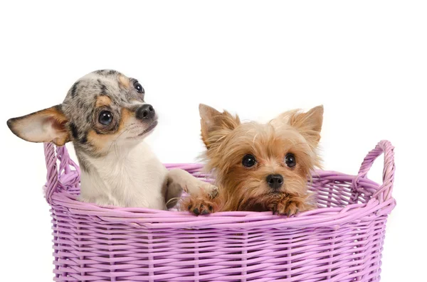 Puppies in a basket — Stock Photo, Image