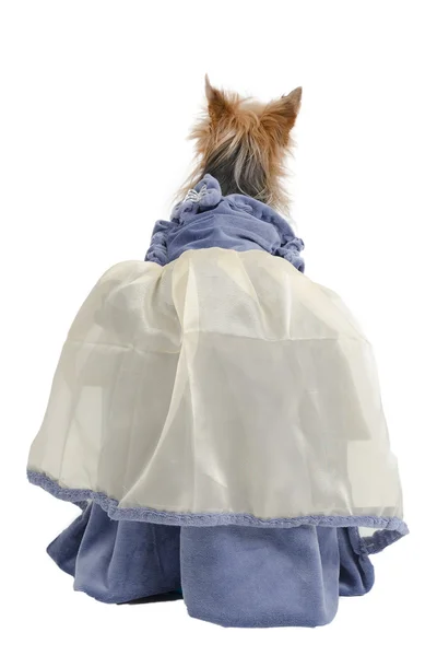 Elegante vista trasera Yorkshire terrier — Foto de Stock