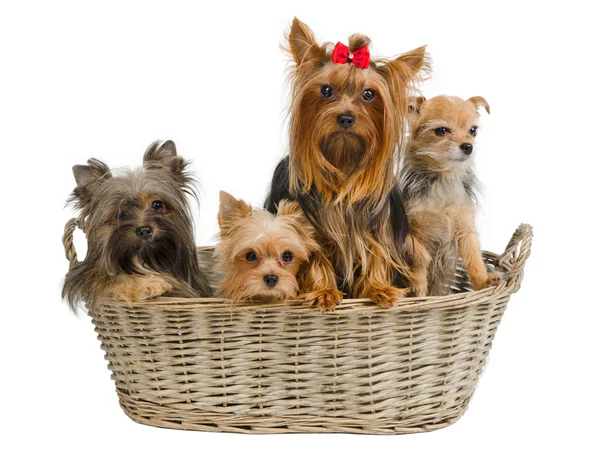Cuccioli in un cesto — Foto Stock