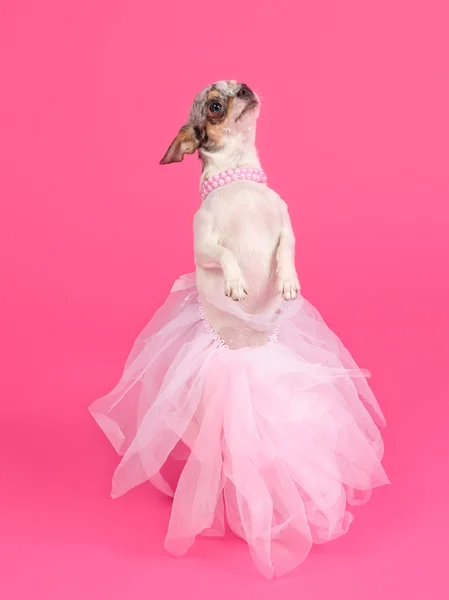 Glamour dog dancing — Stock Photo, Image
