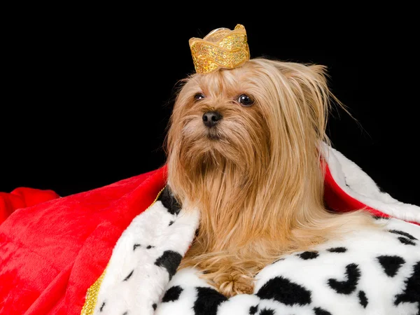 Royal Terrier — Stockfoto