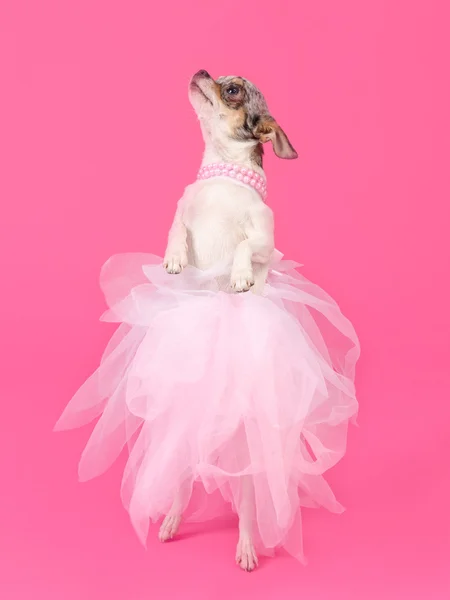 Elegancki pies tańczy na białym tle — Zdjęcie stockowe