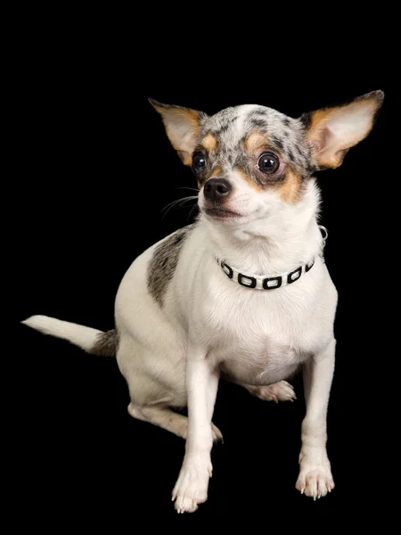 Chihuahua hunden på svart — Stockfoto