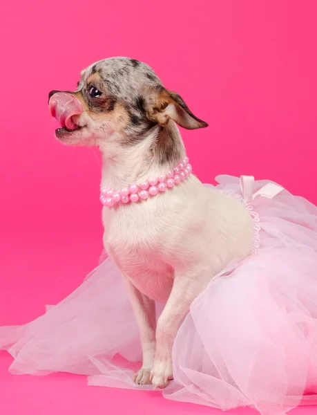 Chihuahua gekleed als ballerina likken haar neus — Stockfoto