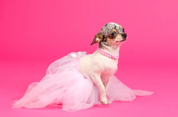 Chihuahua eleganckie baleriny — Zdjęcie stockowe