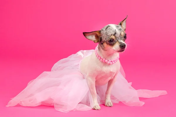 Dog ballerina — Stock Photo, Image