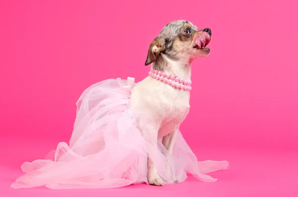 Pies głodny chihuahua baleriny — Zdjęcie stockowe