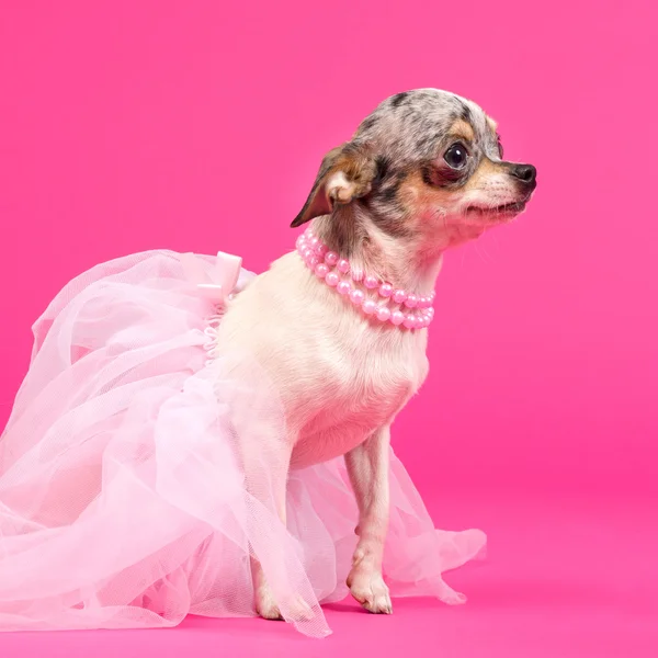 Chihuahua chien ballerine — Photo