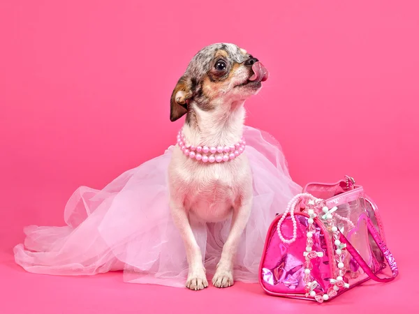 Pequeno cão glamour com acessórios rosa — Fotografia de Stock