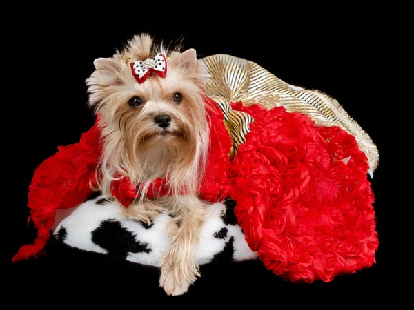 约克夏犬与红色和金色礼服 — 图库照片