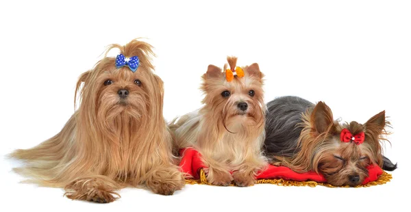 Group of Yorkshire Terrier dogs resting — Stock Photo, Image