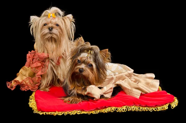 Dois Yorkshire Terriers com vestido real — Fotografia de Stock