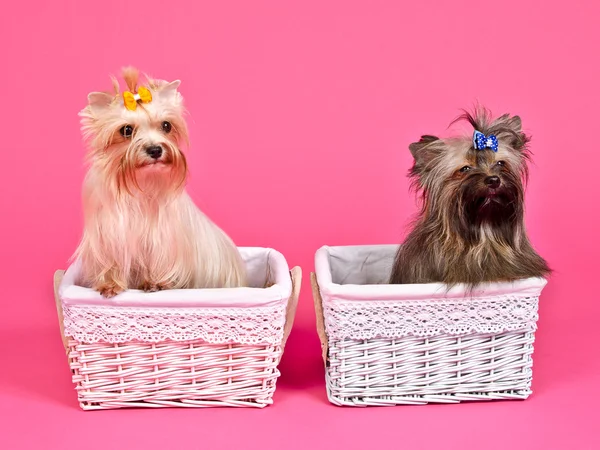 Dos cachorros dentro de cestas — Foto de Stock