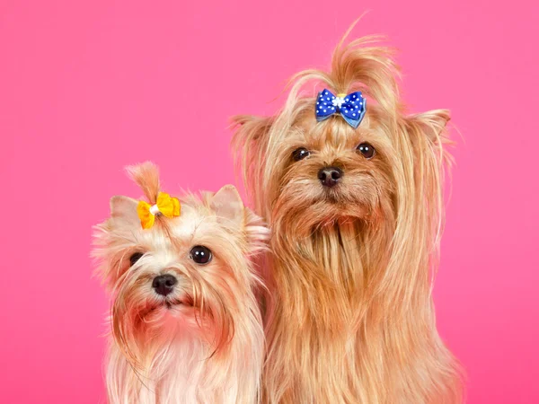 A couple of Yorkshire Terriers portrait — Stock Photo, Image
