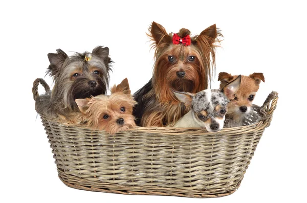 Cinco cachorros em uma cesta — Fotografia de Stock