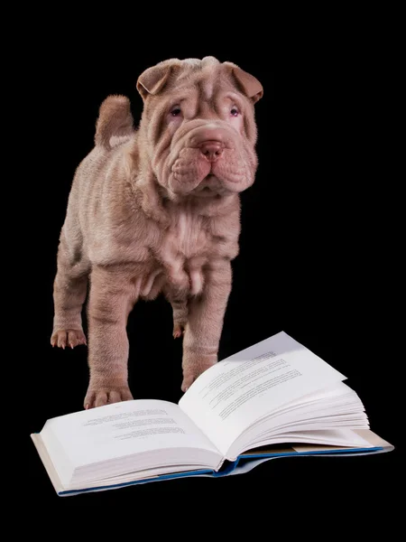 Kitap ile köpek yavrusu — Stok fotoğraf
