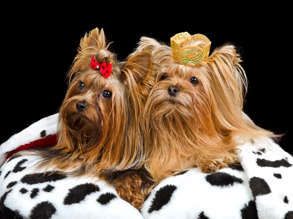 Королевские собаки в короне и халате — стоковое фото