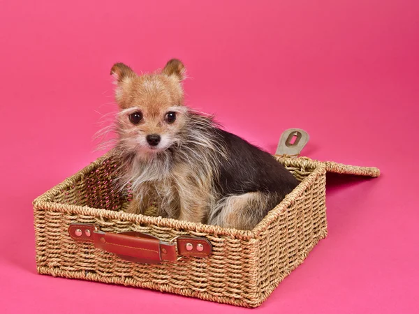 Cucciolo in valigia pronto per il viaggio — Foto Stock