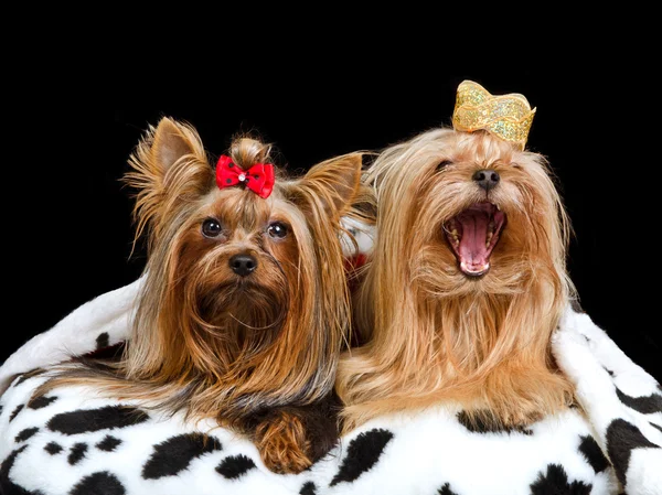 Две королевские собаки в короне и халате — стоковое фото