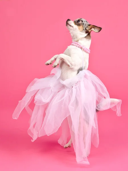 Baile de perro elegante —  Fotos de Stock