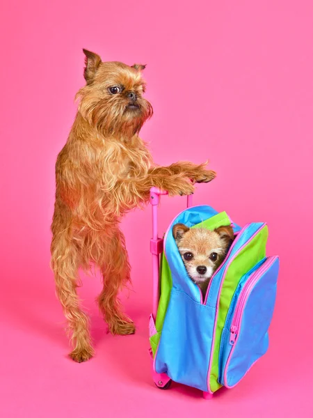 Dog travel — Stock Photo, Image