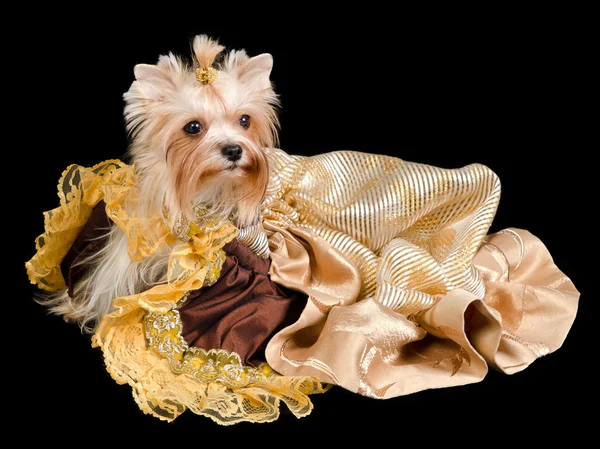 Yorkshire terrier con hermoso vestido —  Fotos de Stock