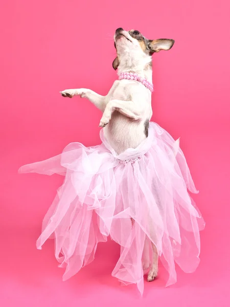 Dog with fluffy dress dancing — Stock Photo, Image