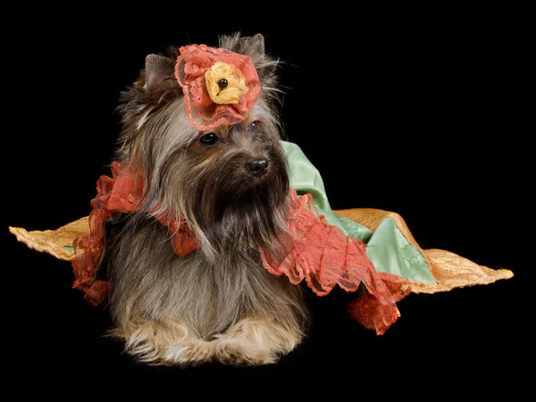 Yorkshire Terrier with royal dress — Stock Photo, Image