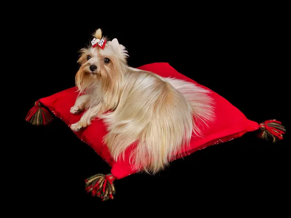 Königshund liegt auf rotem Kissen — Stockfoto