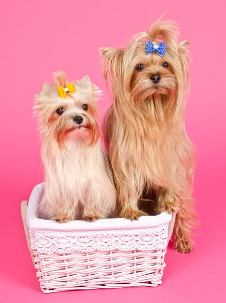 두 강아지 여자와 소년 — 스톡 사진