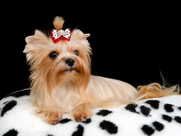 Royal hund på dynan — Stockfoto