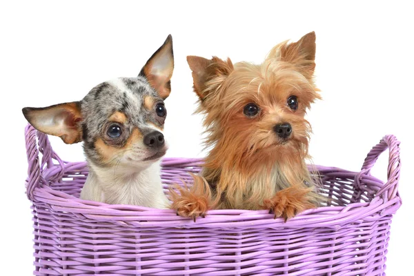 Cute dogs in a wicker basket — Stockfoto