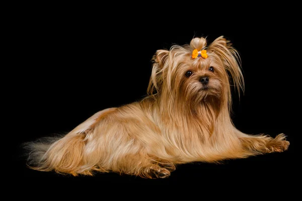 Golden Yorkshire terrier mentire — Foto Stock