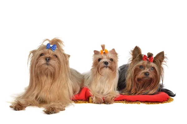 Grupp av yorkshire terrier hundar vilar — Stockfoto