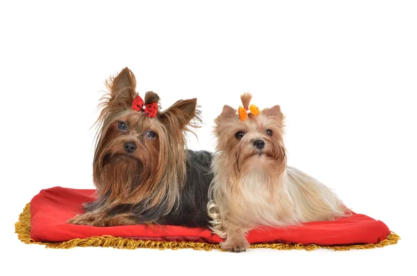 Yourkshire Terrier casal mentindo — Fotografia de Stock