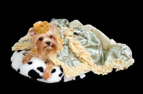Королевская собака в короне и роскошном платье — стоковое фото