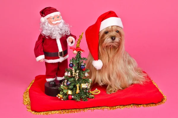 Santa Claus Hund und Schneemädchen mit Neujahrsbaum — Stockfoto