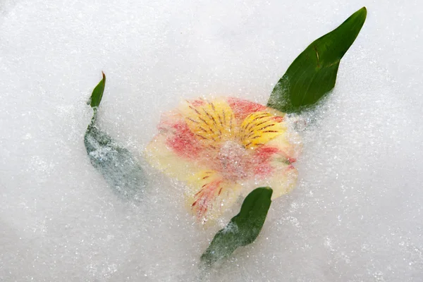 Drowned flower — Stock Photo, Image