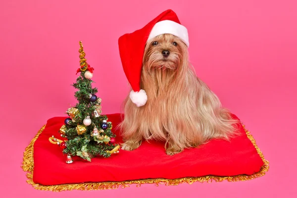 Weihnachtsmann Hund mit Weihnachtsbaum — Stockfoto