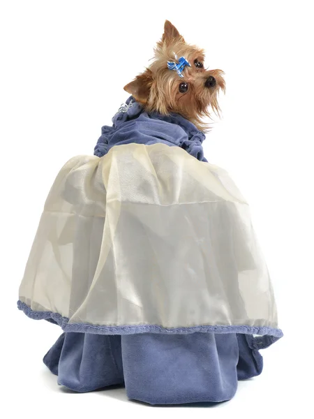Netter Hund mit elegantem Kleid — Stockfoto